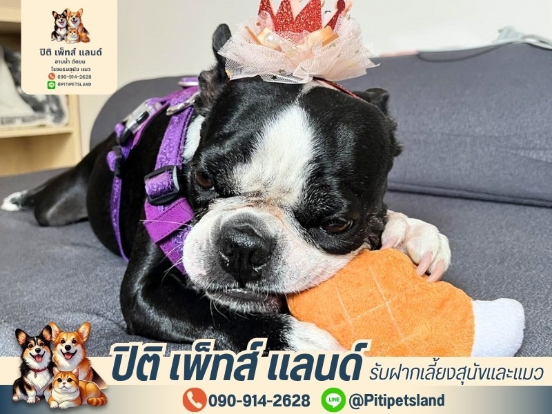 โรงแรมหมา ทุ่งครุ